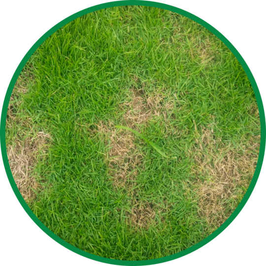 how-to-prevent-dog-urine-spots-on-lawn-myths-and-facts-see-spot-run